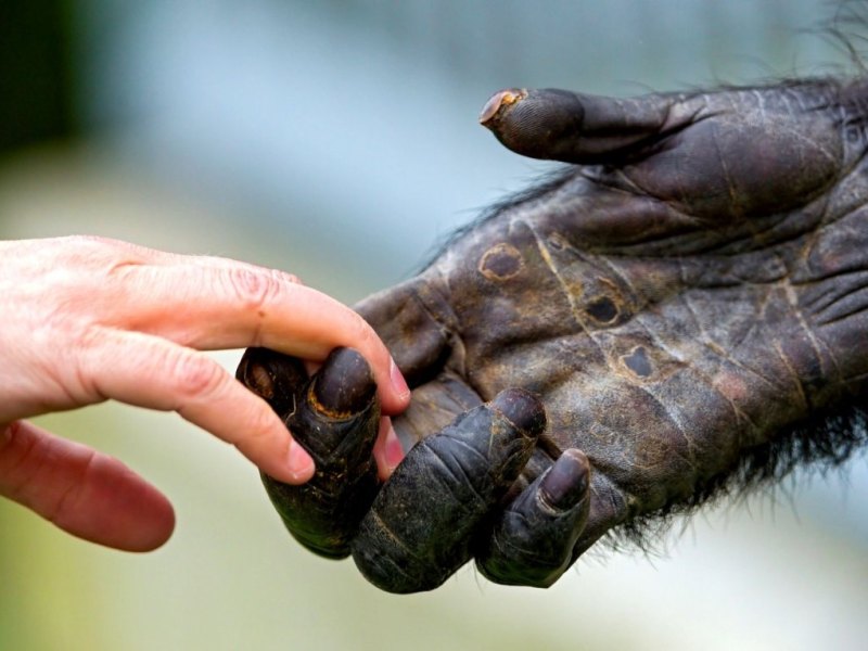 Affe und Mensch reichen sich die Hand