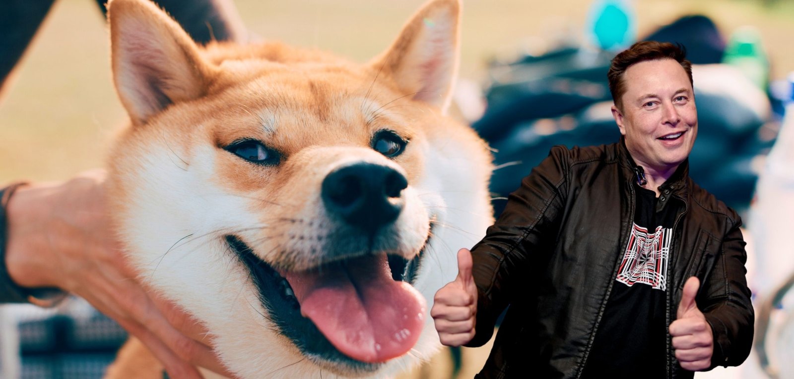 Floki Ist Angekommen Elon Musk Tritt Neuen Krypto Hype Los Futurezone