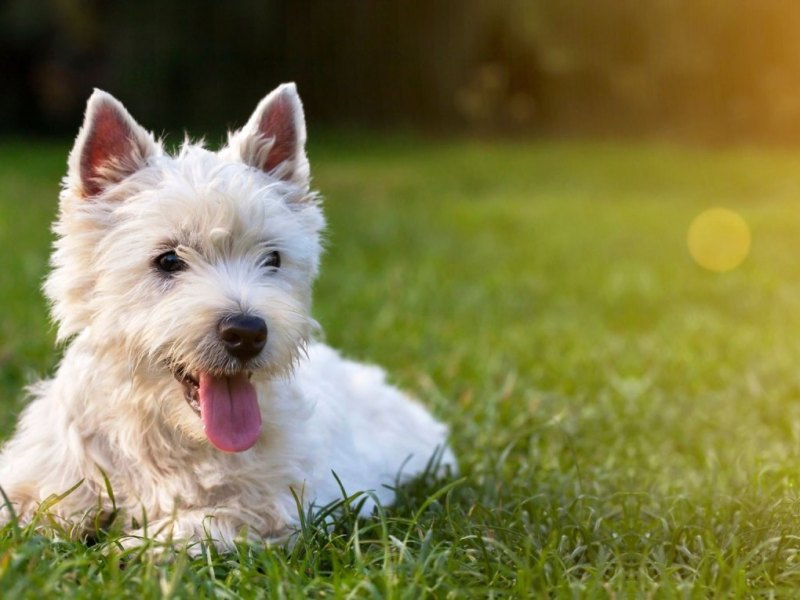 Hund auf einer Wiese