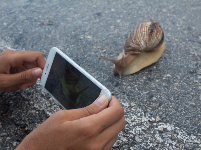 Handy mit Schnecke.