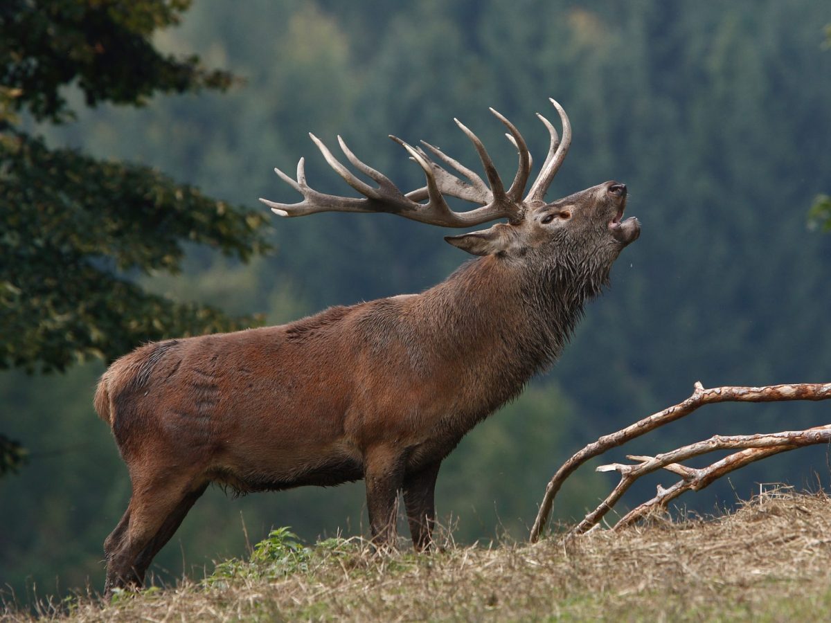 Ein Hirsch rÃ¶hrt im Wald.