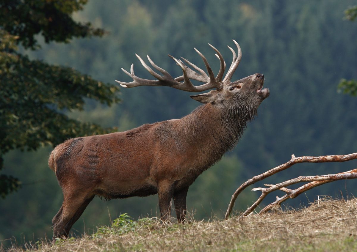 Ein Hirsch rÃ¶hrt im Wald.