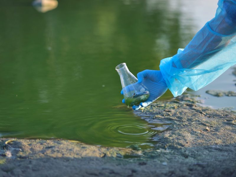 Eine Person mit einem blauen Handschuh entnimmt eine Probe aus grünem Wasser.