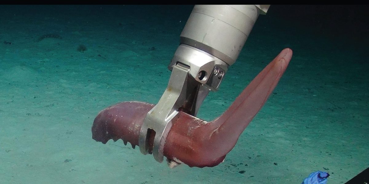 Ein Roboterarm greift eine pinke Seegurke in der Tiefsee.