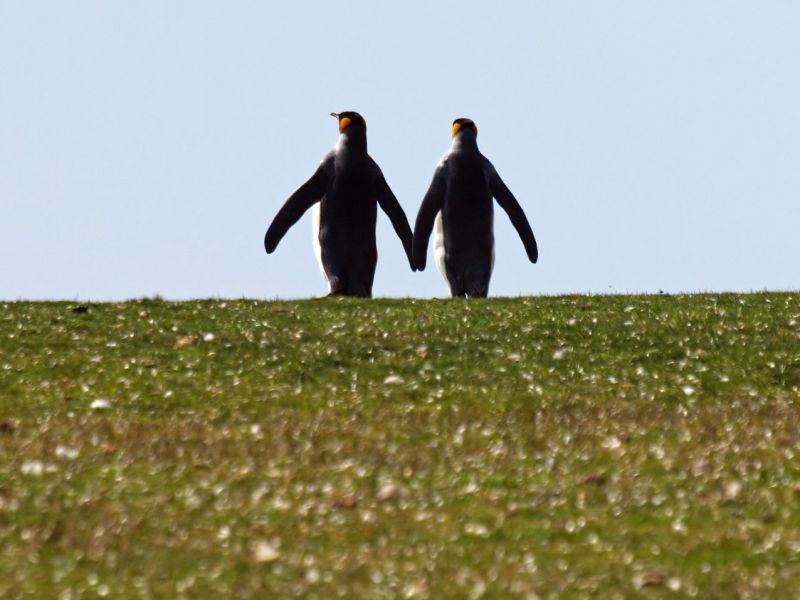 Pinguine in grüner Antarktis.