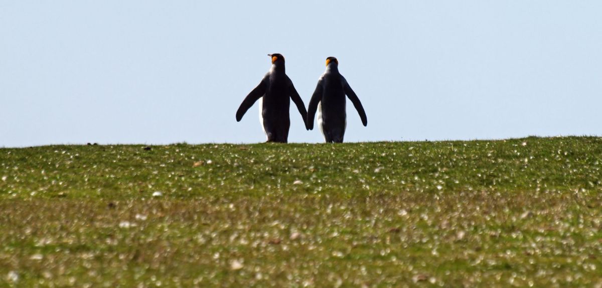 Pinguine in grüner Antarktis.