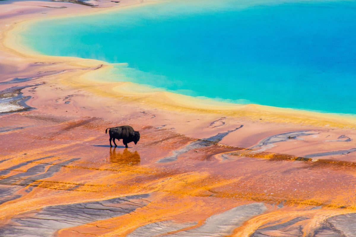 Bison an einer heiÃŸen Quelle des Yellowstone-Nationalparks.